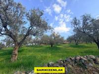 Resim13449